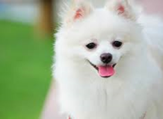 حدث هذا ايام الحرب على فيتنام – اعدام كلب بريِئ – بقلم : وليد رباح – امريكا