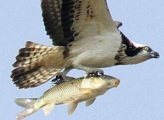 يعايدني العيد – بقلم : مريم الشكيلية